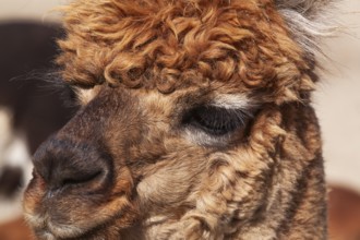 Close-up of brown colored Lama pacos - Alpaca photographed in captivity at an animal refuge,