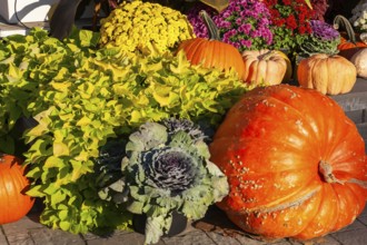Still life display of assorted harvested Cucurbita - Pumpkins, Brassica - Ornamental Cabbage,