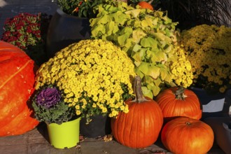 Still life display of harvested orange Cucurbita - Pumpkins, Ipomoea batatas - Sweet Potato, yellow