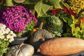 Still life display of assorted harvested Gourds - Pumpkins, Squashes, Chrysanthemum flowers,