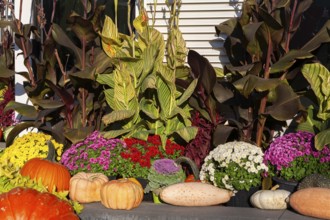 Still life display of harvested Gourds - Pumpkins, Squashes, Chrysanthemum flowers, Brassica -