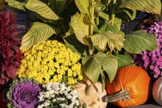 Still life display of harvested Cucurbita - Pumpkins, Chrysanthemum flowers, Brassica - Ornamental