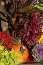 Still life display of harvested Cucurbita - Pumpkin, Brassica - Ornamental Cabbage, red
