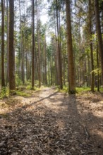 A quiet forest path covered with leaves, surrounded by tall trees, Himmelsglück observation tower