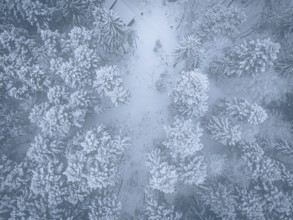 Aerial view of snowy treetops in a frosty forest, Himmelsglück observation tower with flying fox,