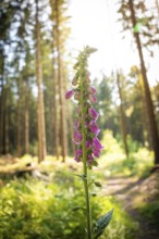 A purple foxglove flower in the forest in sunlight between tall trees, Himmelsglück observation