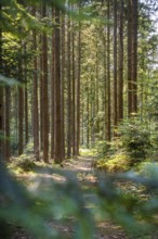 A quiet forest trail surrounded by tall trees with incoming sunlight, Himmelsglück observation