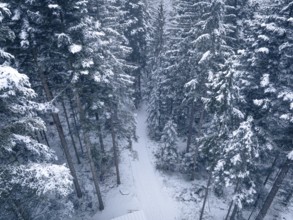 Snowy forest with a secluded path in deep winter, Himmelsglück observation tower with Flying Fox,