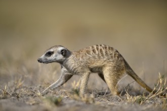 Meerkats or suricates (Suricata suricatta), Makgadikgadi Salt Pans, Makgadikgadi Pans National