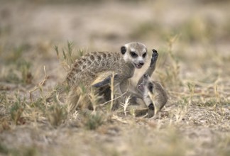 Two playing meerkats or suricates (Suricata suricatta), Makgadikgadi Salt Pans, Makgadikgadi Pans