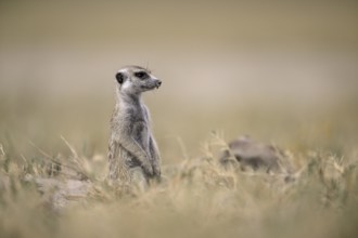 Meerkats or suricates (Suricata suricatta), Makgadikgadi Salt Pans, Makgadikgadi Pans National