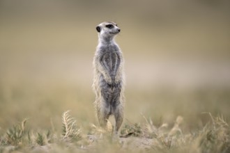 Meerkats or suricates (Suricata suricatta), Makgadikgadi Salt Pans, Makgadikgadi Pans National