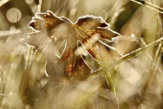 Hoarfrost in a garden in the morning, winter, Germany