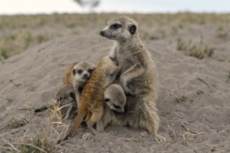 Meerkats or suricates (Suricata suricatta), mother with young, Makgadikgadi Salt Pans, Makgadikgadi