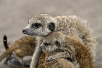 Meerkat or Suricata (Suricata suricatta), mother with young, Makgadikgadi Salt Pans, Makgadikgadi