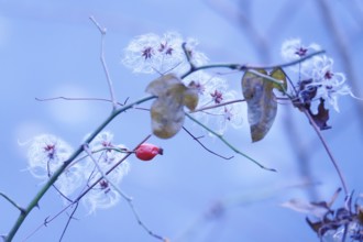Rosehip on a bush in winter, Germany