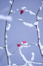 Rose hips on a bush in winter with snow, Germany