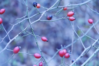 Rose hips on a bush in winter, Germany