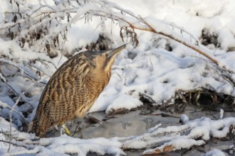 Bittern (Botaurus stellaris) in winter on a watercourse, snow and ice, frost, hunting, foraging,