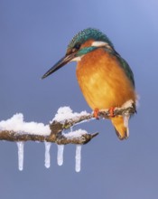 Kingfisher (Alcedo atthis) icicles, winter and frost, perching on frozen branch, foraging, hunting,