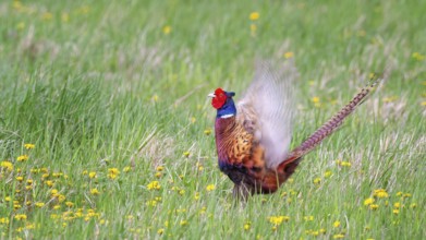 Pheasant (Phasianus colchicus) Hunting game, courtship display, calling, male, summer meadow,
