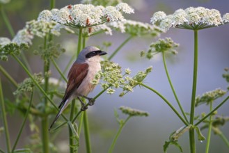 Red-backed shrike (Lanius collurio) or red-backed shrike on the lookout, hunting, male, in the