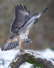 Common buzzard (Buteo buteo) Winter with snow and frost, lying in wait and sitting on a branch with