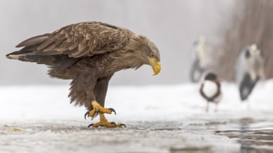 White-tailed eagle (Haliaeetus albicilla) adult bird on the water and on the ice, hunting,