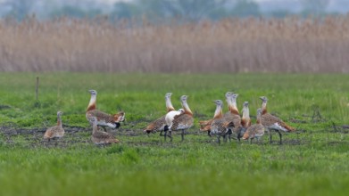 Great Bustard (Otis tarda) groups courtship display, male and female, breeding plumage, mating