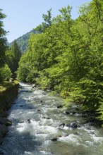 A clear river flows through a thick forest, while the sun shines through the foliage and creates a