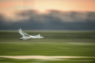 A Mute Swan (Cygnus olor) flies over a field in front of an orange-coloured sky, motion blur,