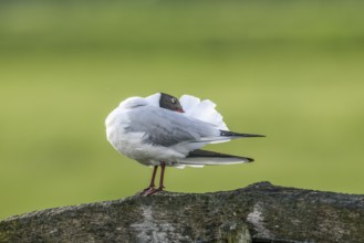 A black-headed gull (Chroicocephalus ridibundus, syn.: Larus ridibundus) preens its plumage on a