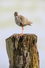 A redshank (Tringa totanus) balancing on a vertical tree trunk in a natural environment, Dümmer