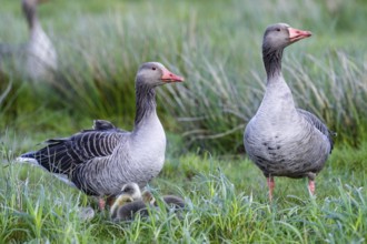 Two greylag geese (Anser anser) guarding their chicks in the tall grass, a feeling of family and