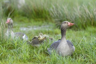 Greylag geese (Anser anser) with their goslings in the tall grass of a green wet meadow, Dümmer
