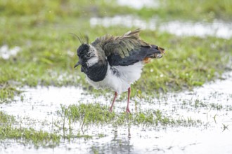 A lapwing (Vanellus vanellus) with a crest of feathers stands on a wet meadow and observes the