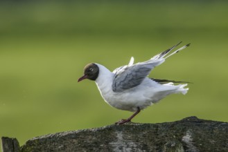 A Black-headed GullBlack-headed Black-headed Gull (Chroicocephalus ridibundus, syn.: Larus