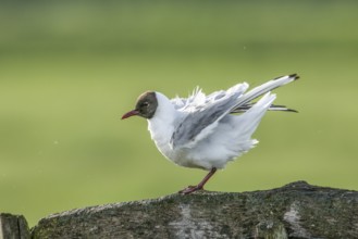 A Black-headed Black-headed Gull Black-headed Gull (Chroicocephalus ridibundus, Syn.: Larus