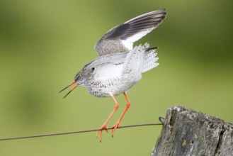 A redshank (Tringa totanus) balancing on a tightrope, its wings wide open, Dümmer nature park Park,