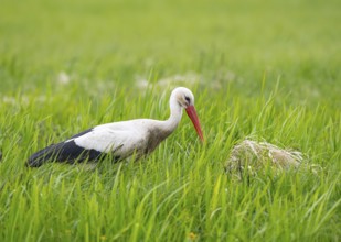 A stork (Ciconia ciconia) looking for food in the tall grass, Dümmer nature park Park, Lower