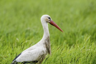 A stork (Ciconia ciconia) standing upright in the tall grass of a meadow, Dümmer nature park Park,