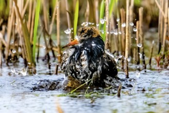 A ruff (Calidris pugnax, Syn.: Philomachus pugnax) splashing energetically in the water, drops