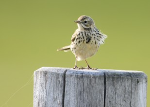 A meadow pipit (Anthus pratensis) sitting on a wooden post in front of a blurred background, Dümmer