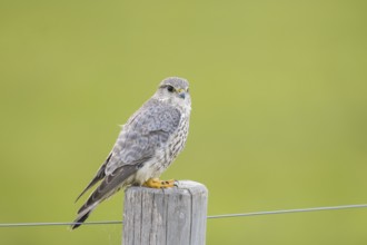 A Merlin (Falco columbarius) sits attentively on a wooden fence post against a green background,