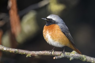 A redstart (Phoenicurus phoenicurus) with an orange-coloured belly sits quietly on a branch, Dümmer