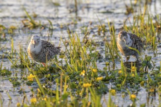 Two ruffs (Calidris pugnax, Syn.: Philomachus pugnax) standing in the water surrounded by grass and