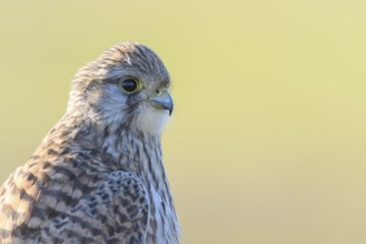 Close-up of a Common Kestrel (Falco tinnunculus) with detailed plumage in front of a blurred