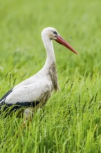 A stork (Ciconia ciconia) standing upright in the tall grass of a meadow, Dümmer nature park Park,