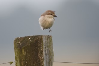 A female red-backed shrike (Lanius collurio) hopping on an old fence post in front of a blurred,