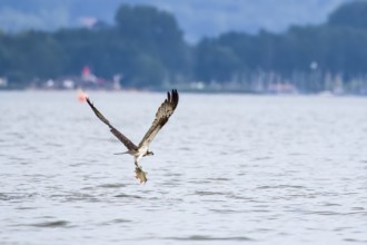 An osprey (Pandion haliaetus) catches a fish over Lake Dümmer in front of the sailing boat harbours